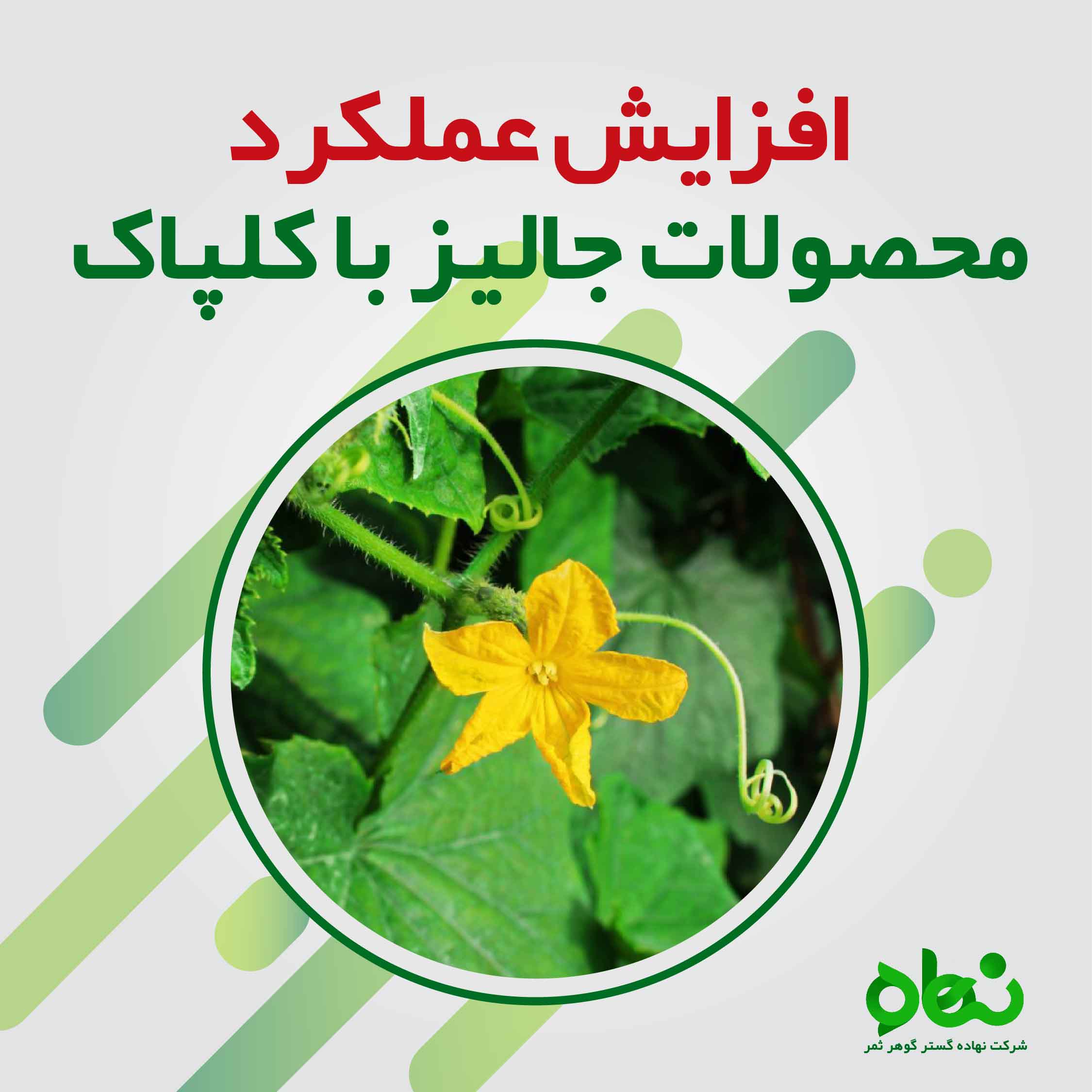 افزایش عملکرد محصولات جالیز با کلپاک